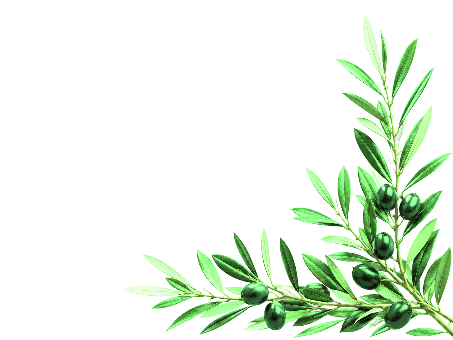 Olive line art